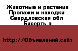 Животные и растения Пропажи и находки. Свердловская обл.,Бисерть п.